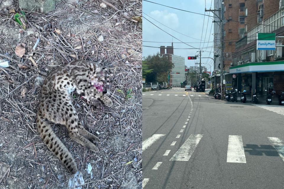 ▲瀕臨絕種的保育類野生動物石虎，被民眾發現倒在彰化花壇東外環道的路旁，嘴巴吐血明顯死亡。（翻攝臉書爆料公社二社）