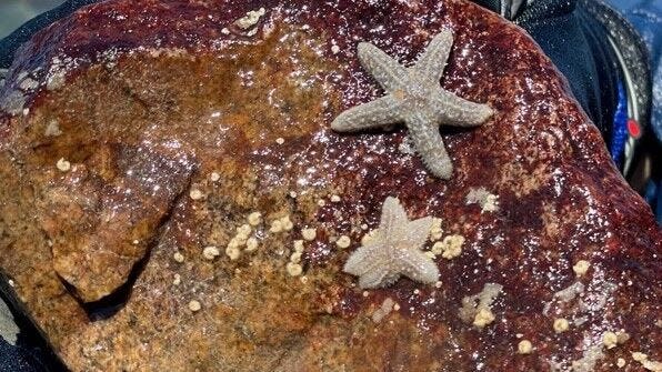 The species once known as starfish is threatened by the speed of climate change, but is attempting to adapt to stave off local extinction.