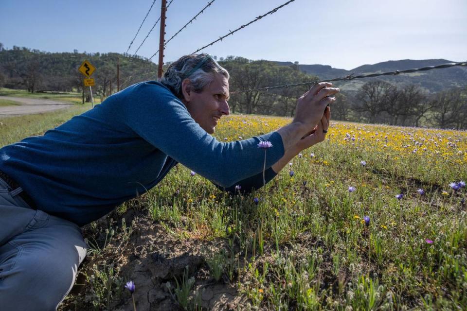 Nick Jensen, conservation program director for the California Native Plant Society, takes pictures of spring flower blooms on April 14 at the Bear Valley flower access during a tour of Molok Luyuk.