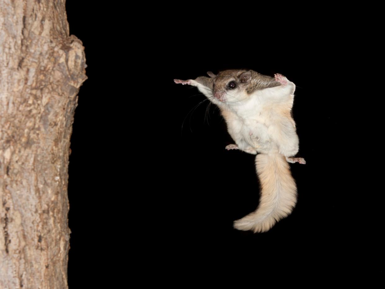 flying squirrel