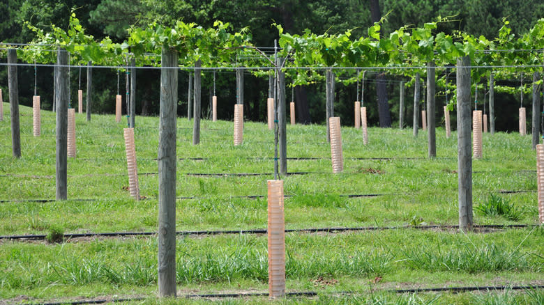 Scuppernong grape vines