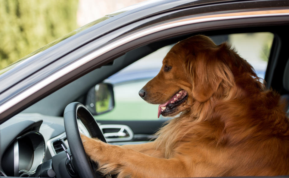 Moment, wo ist nochmal der Rückwärtsgang? Hunde am Steuer sind womöglich doch nicht die beste Idee. Symbolbild: Getty)