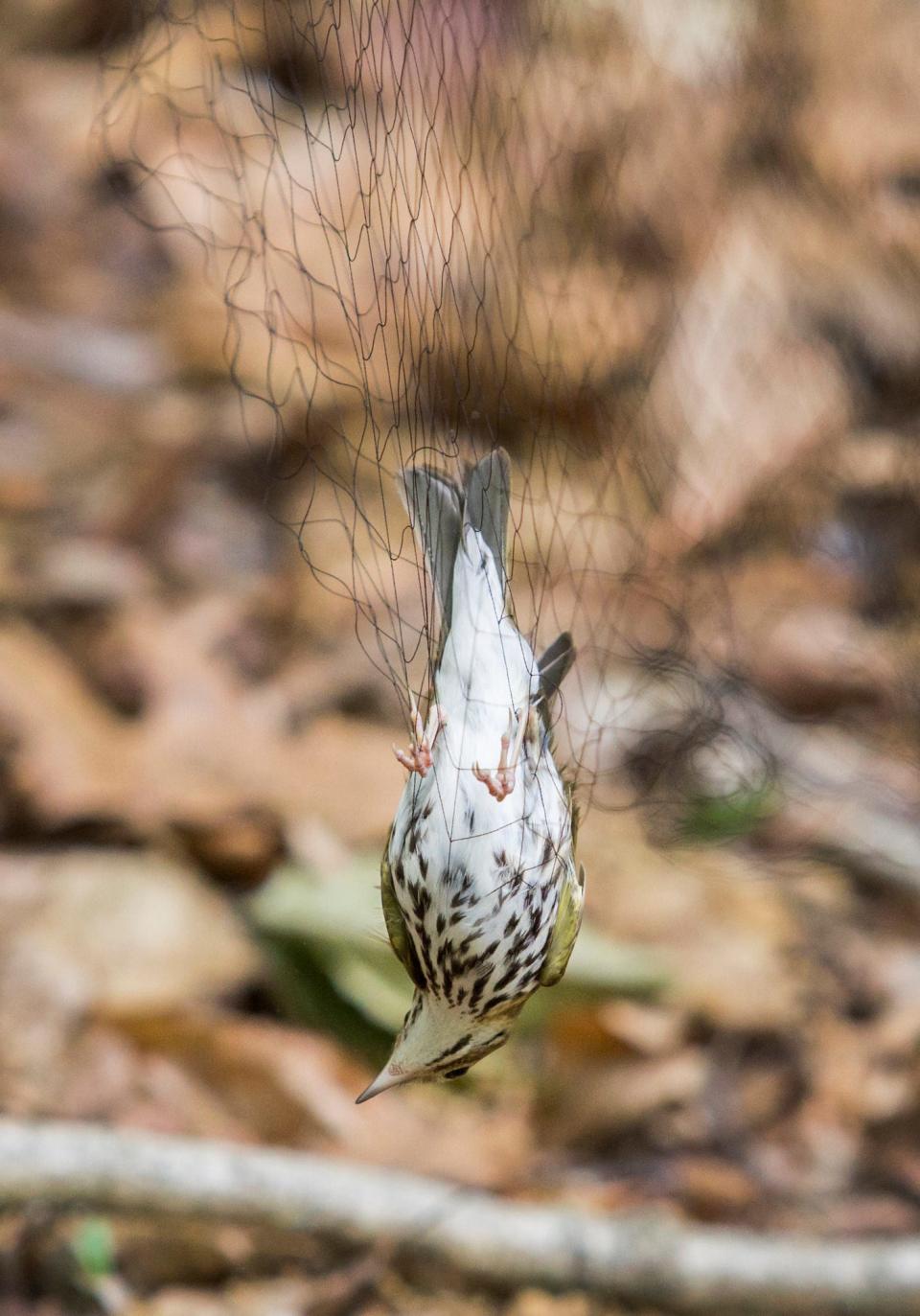 An ovenbird hangs in a net in White Clay Creek State Park on Monday afternoon. Delaware State researchers hoping to catch veery also caught a variety of other species in the park and tagged and released them.