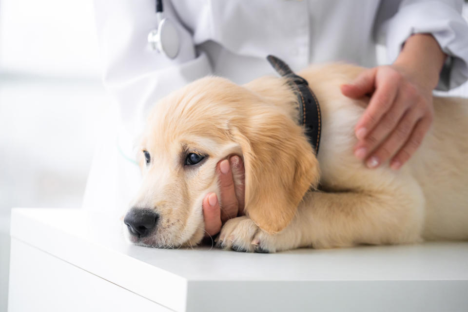 狗貓甲狀腺疾病狀況不同。圖片來源：寵愛寵物教養食育專校提供
