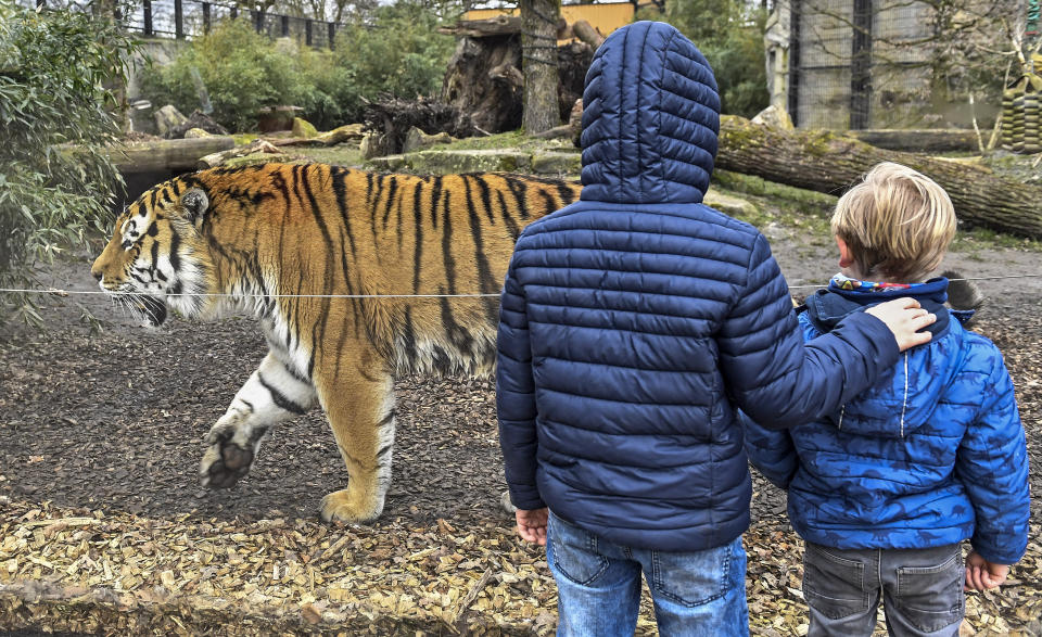 Boys watching a tiger at the reopened zoo in Muenster, Germany, Monday, March 8, 2021. Zoos are allowed to open today after 18 weeks of lockdown due to the coronavirus pandemic. (AP Photo/Martin Meissner)