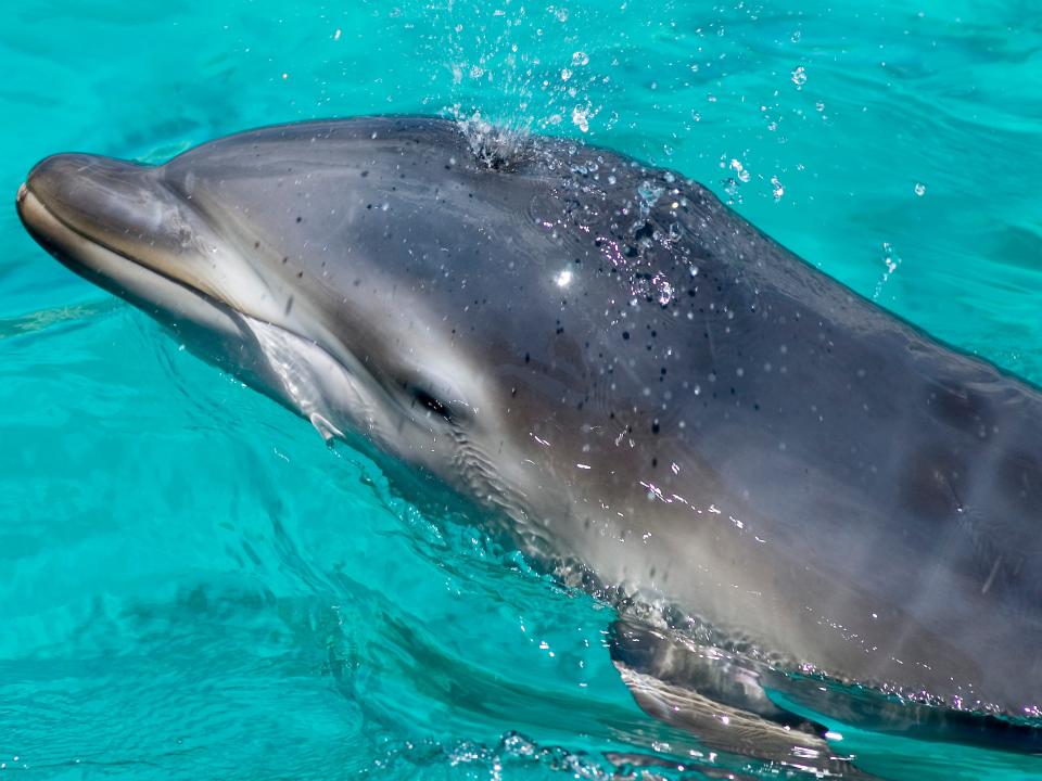 a baby dolphin