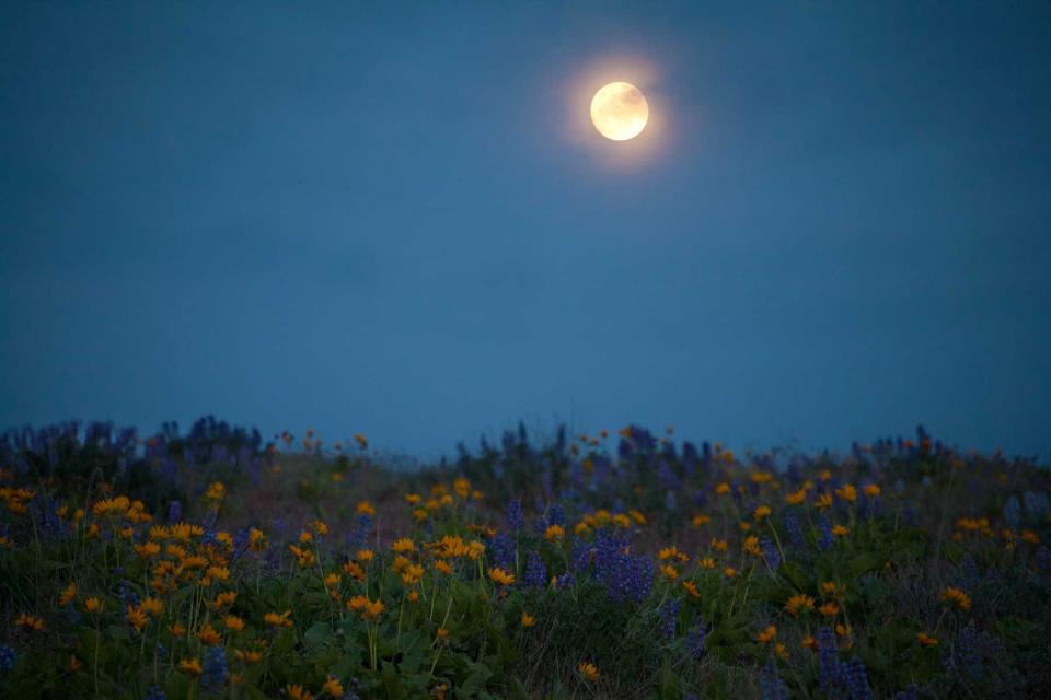 Super Moon with Spring Wild Flowers in Oregon