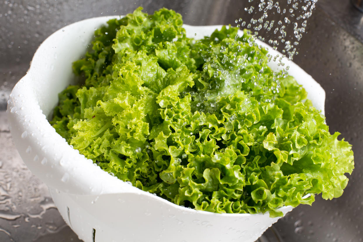 Fresh vibrant green lettuce rinsed with water in the white colander at the kitchen sink