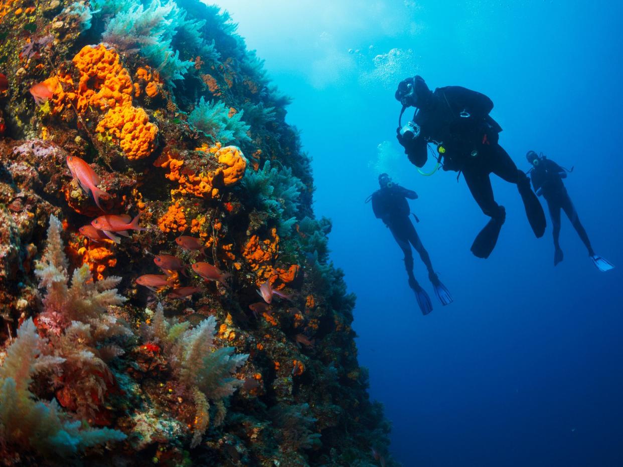 Scuba diving. Beautiful sea life, live sea orange gorgonian. Underwater scene with group of scuba divers, explore and enjoy at sea sponge. Scuba diver point of view.