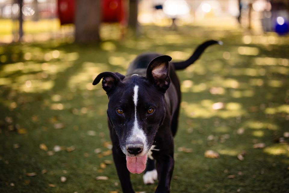 Orange County Animal Services said it is reducing its adoption fees to $10 for the next week as it deals with an increase in the number of animals being surrendered.