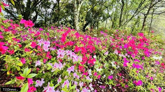 奧萬大目前色彩多豔的杜鵑花綻放林間。(圖：奧萬大提供)