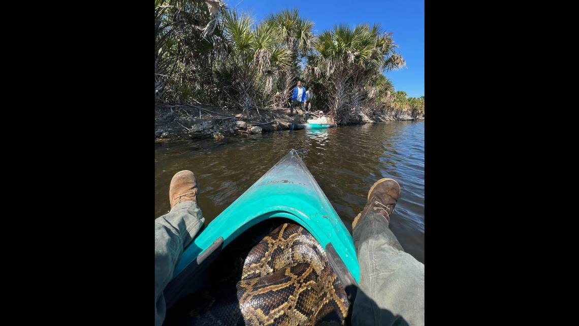 Conservancy biologists carry the 16-foot female python out of the marsh in a kayak because she was too big for a bag.