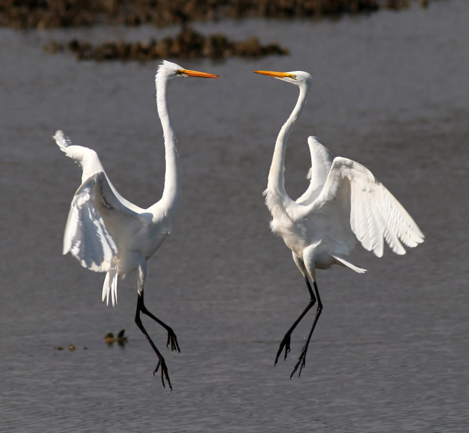 A pair of great egrets battle over ownership of a good fishing spot in a South Carolina salt marsh during low tide. (Photo and caption Courtesy Phil Lanoue / National Geographic Your Shot) <br> <br> <a href="http://ngm.nationalgeographic.com/your-shot/weekly-wrapper" rel="nofollow noopener" target="_blank" data-ylk="slk:Click here;elm:context_link;itc:0;sec:content-canvas" class="link ">Click here</a> for more photos from National Geographic Your Shot.