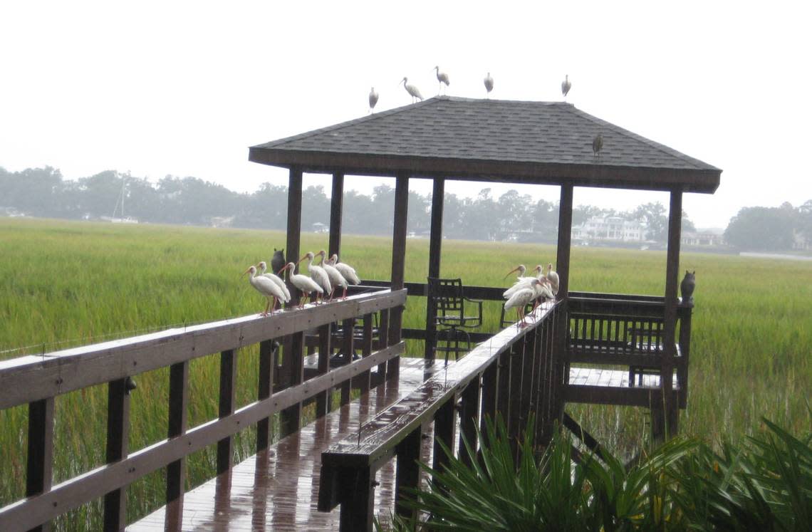 A colony of White Ibises is perched on a Lowcountry dock in South Carolina on a rainy day.