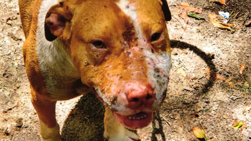 A dog with severe scarring was one of 22 pit bulls seized from a South Carolina property in 2022. - United States District Court of South Carolina