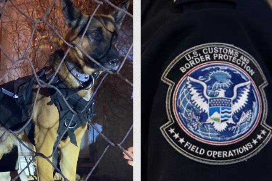 Resuelven caso de perro con placa de la CBP encontrado en Rosarito 