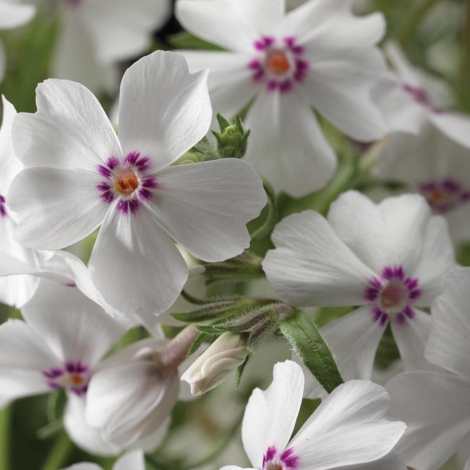 Amazing Grace Phlox is a creeping, low-growing phlox with beautiful flowers that arrive in May.