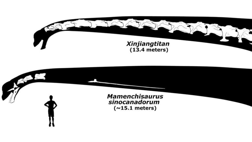 \u200bIf you\u2019re a size queen when it comes to extinct reptiles, then this is the sauropod for you.