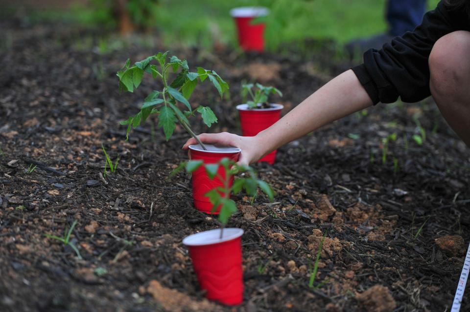 A Vine Middle School student places a seedling in the garden bed.