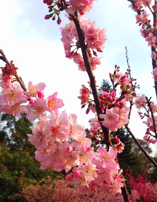 河津櫻