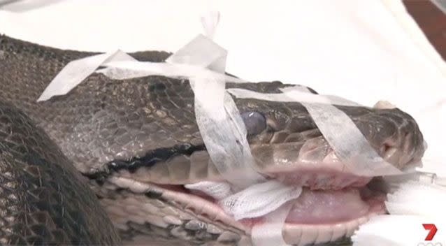 Cuddles the python. Source: 7News