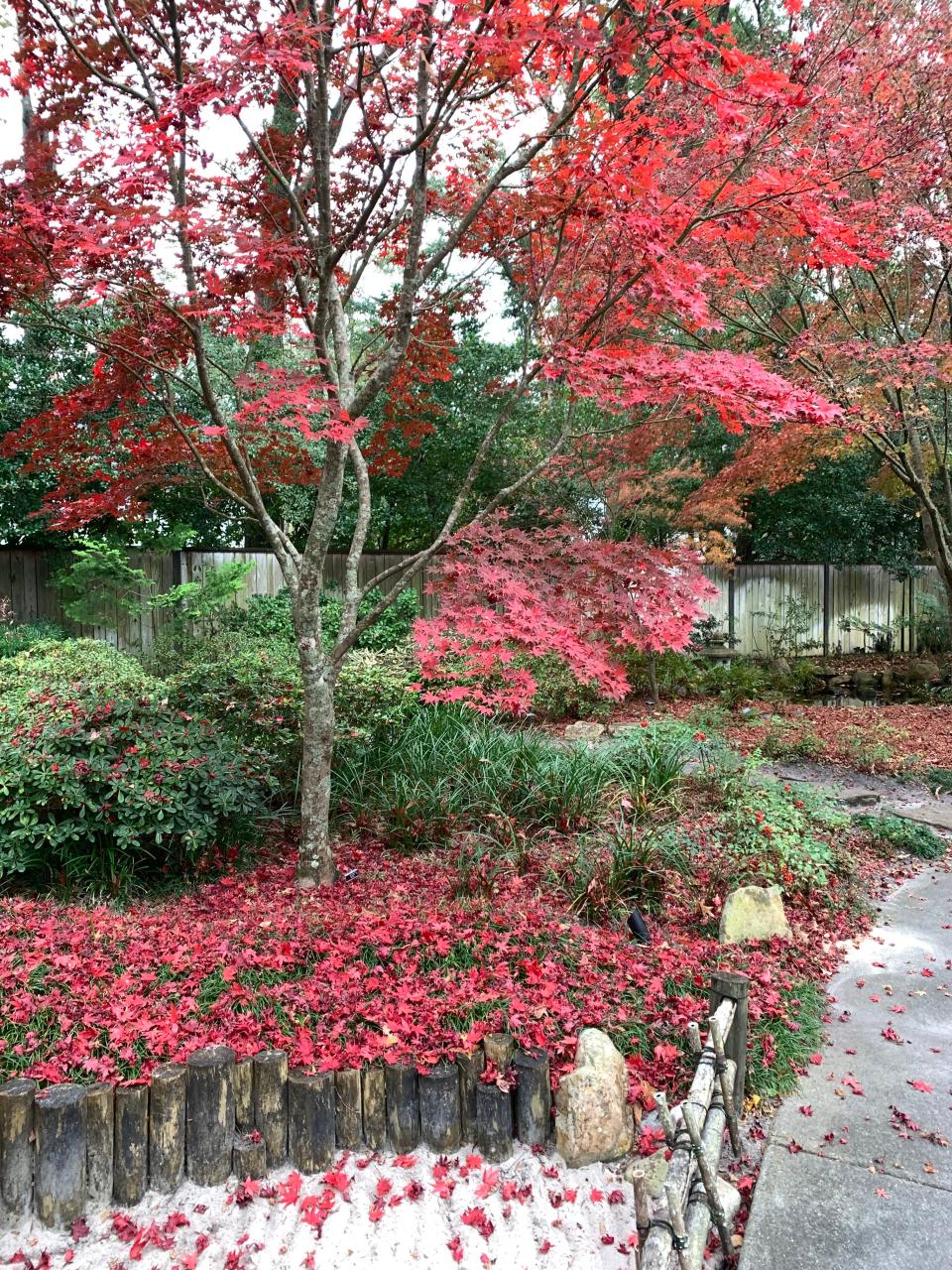 The fall foliage of some Japanese maples are a beautiful viva magenta color.