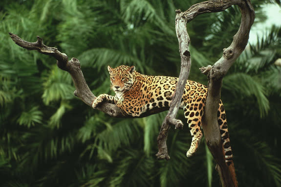 Jaguar in a tree in Brazil's Amazon Rainforest.