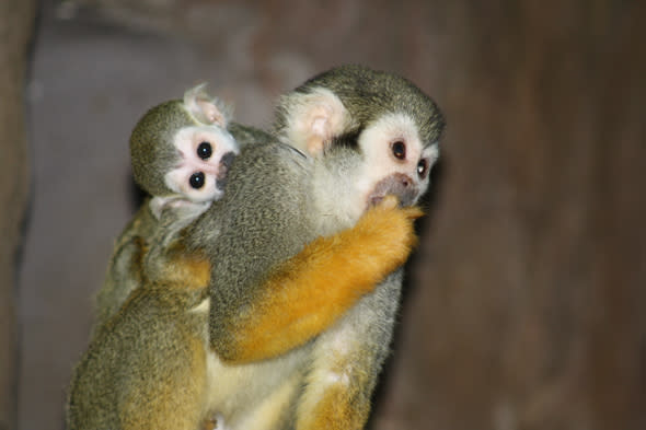 squirrel monkeys