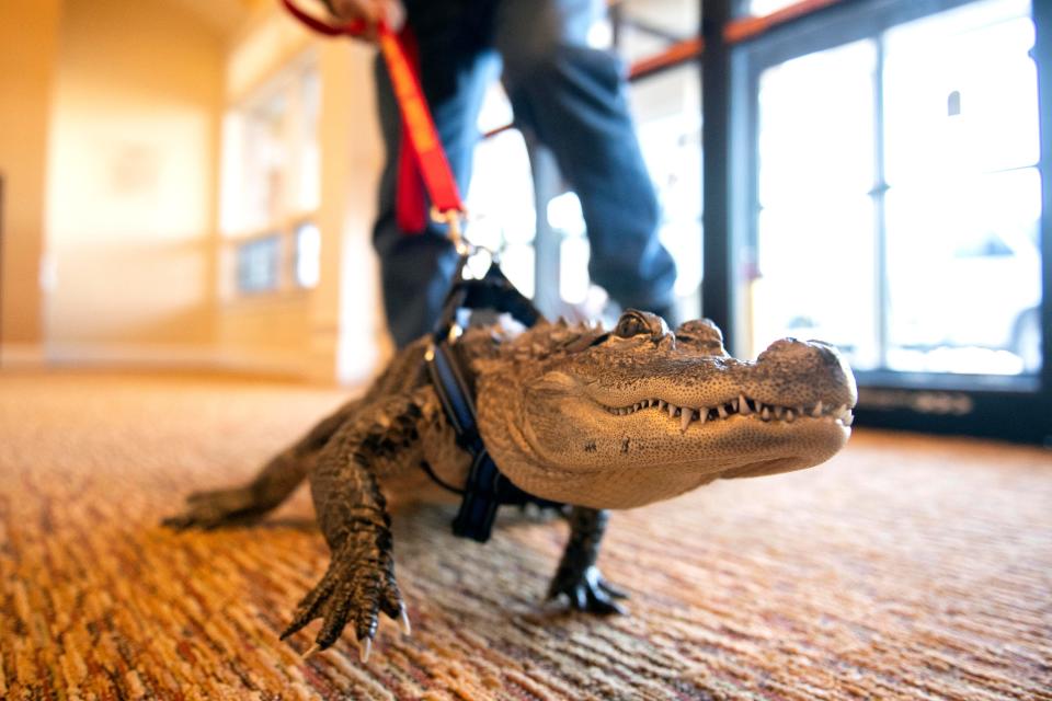 Wally, an emotional support alligator, shown here in 2019.