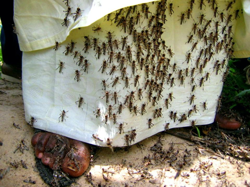 locusts on mans clothes.JPG