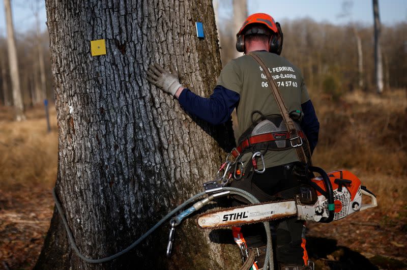 French forestry officials cut oak trees for use in Notre Dame de Paris Cathedral repairs