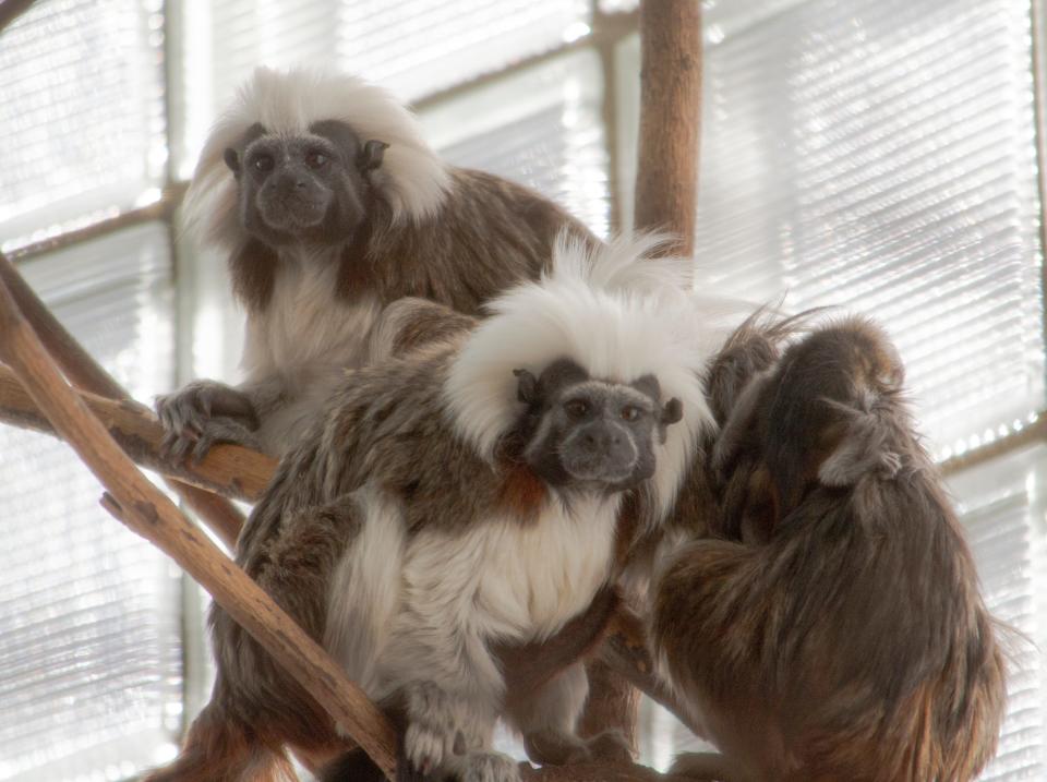 Elder cotton-top tamarin monkeys pose for a photo at Potter Park Zoo in Lansing.