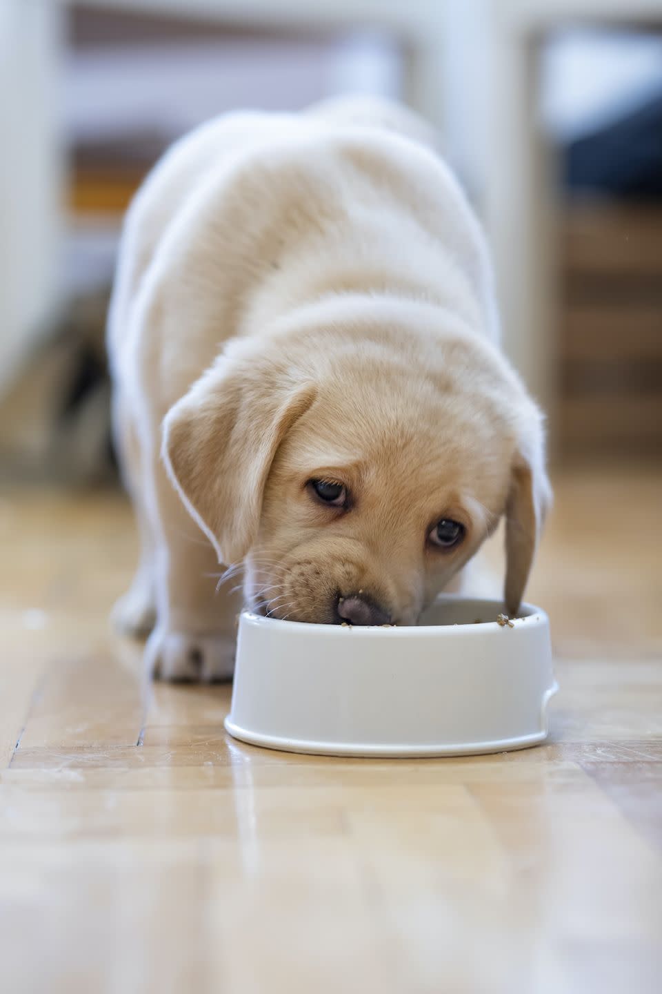 how to treat obesity in labradors