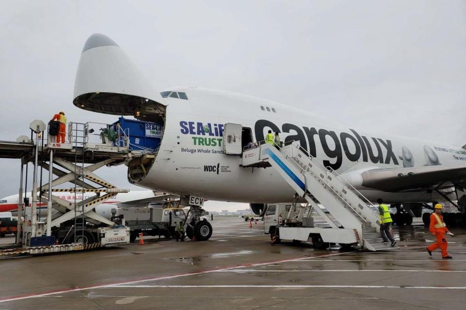 The whales are unloaded from the plane (PA)