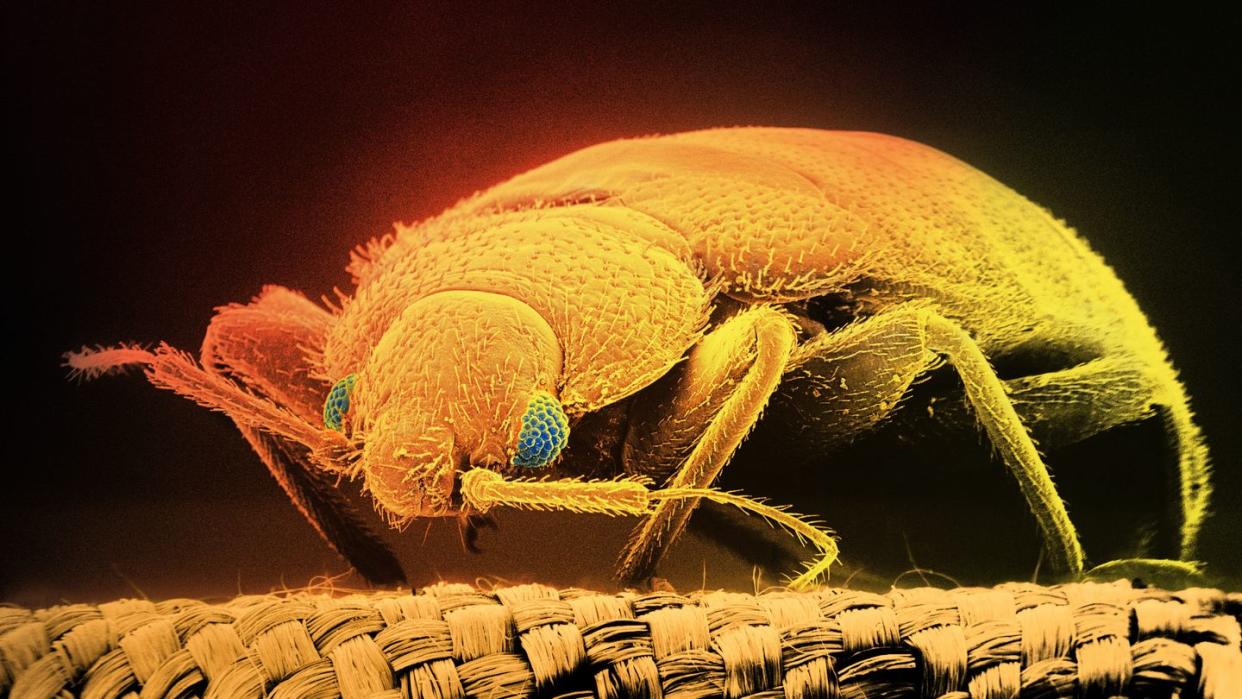 sem of bloodsucking bed bug cimex hemipterus x15 digital composite
