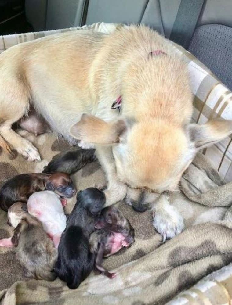 Rebecca Lynch, the president of a rescue shelter in Florida, was on vacation when she found the pregnant dog
