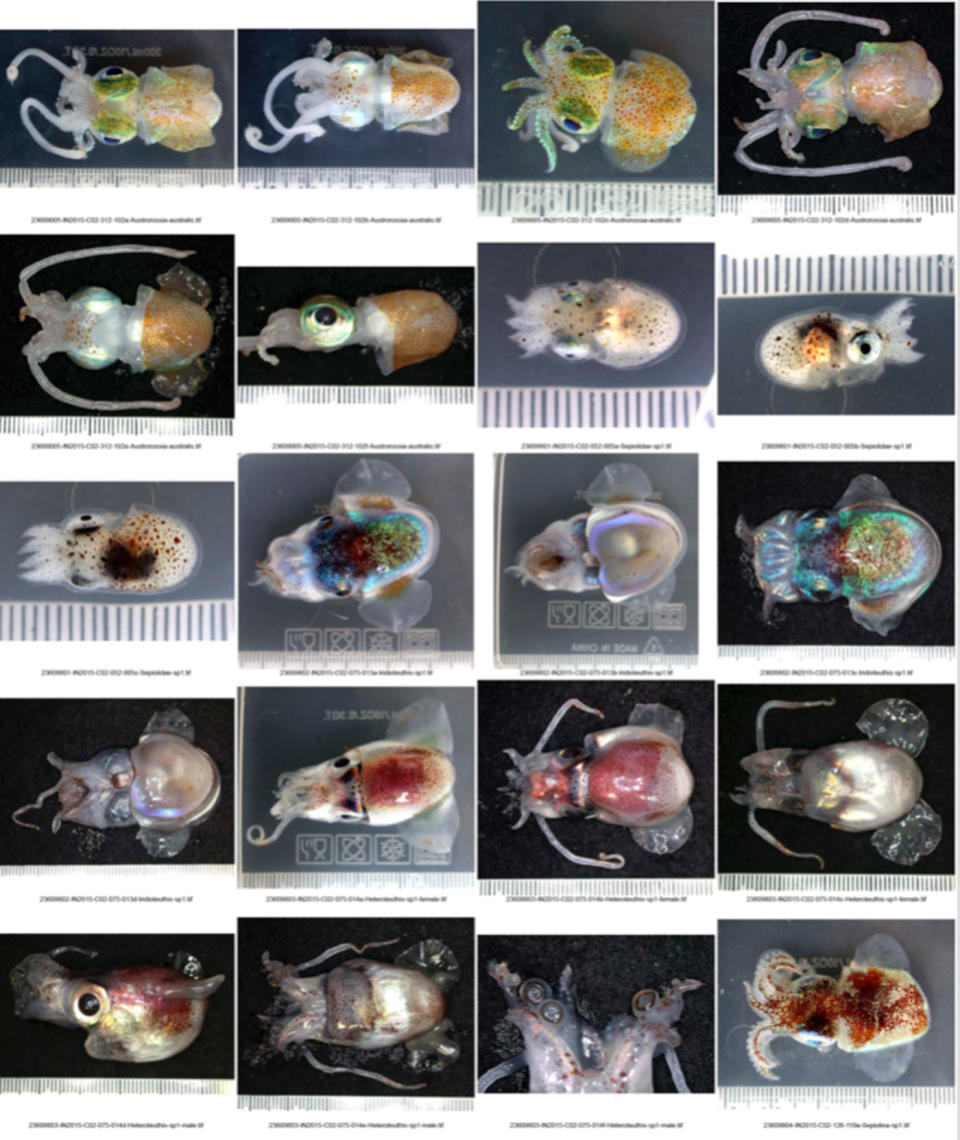 Researchers hope the findings will shed light on what exists below the surface in the Great Australian Bight before planned oil drilling. Source: Marine Biodiversity Records