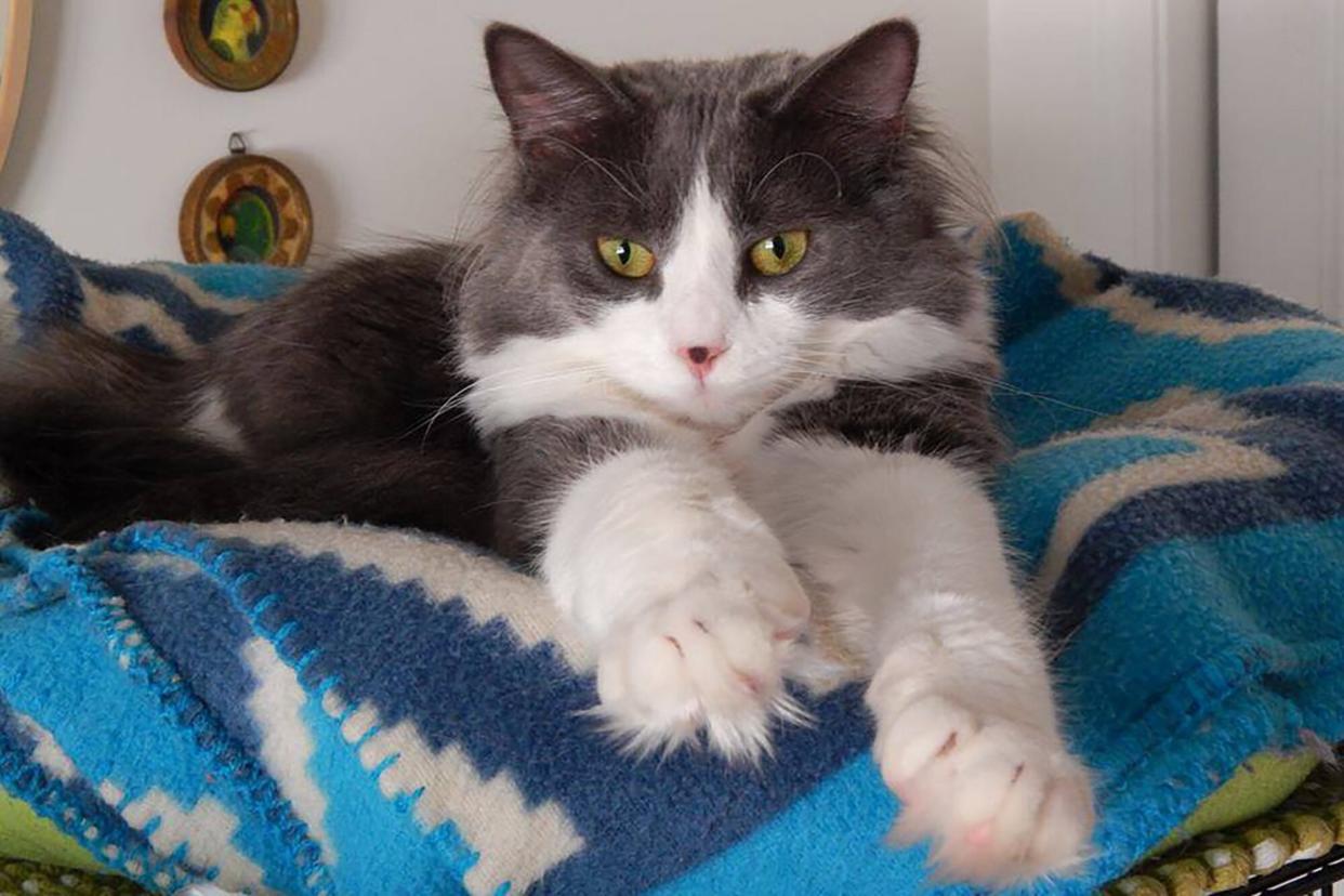 gray and white cat named Mini Max lying on blue blanket