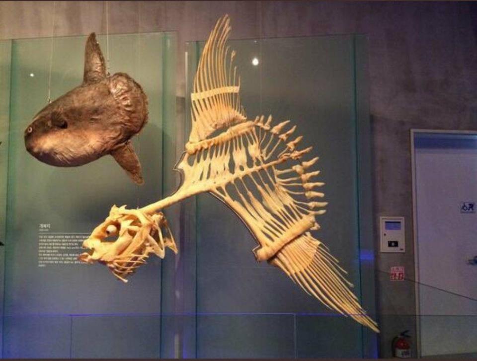 A museum display featuring the preserved body of a fish and a skeletal structure of another aquatic creature, both suspended in glass cases