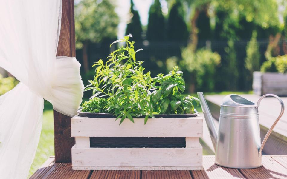 Herbs in a garden - Alamy