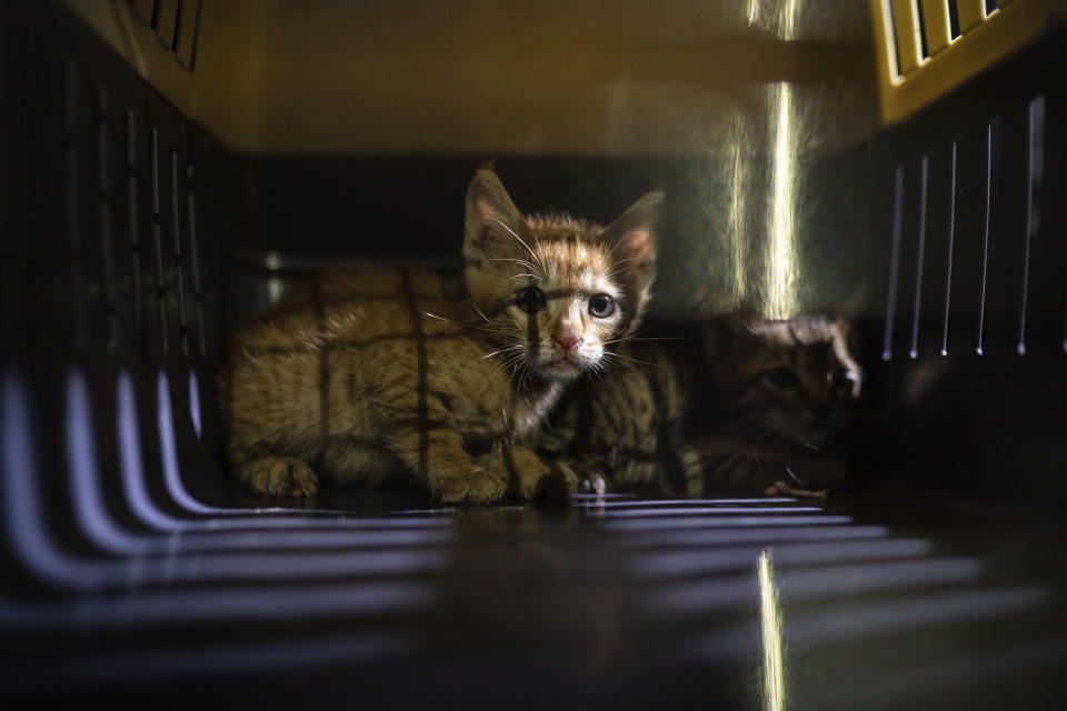 Two kittens that were hiding among debris of a damaged building near the site of last week's massive explosion sit in a cage after being rescued by members of Animals Lebanon in Beirut, Lebanon, Thursday, Aug. 13, 2020. The volunteers say they have happily reunited dozens of pets with their owners. But many others remain in the group's shelter, waiting for their owners to pick them up or locate them. (AP Photo/Felipe Dana)