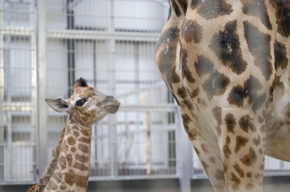 The arrival of the calf is said to be 'fantastic news' for the longevity of the 'majestic species'. (SWNS)