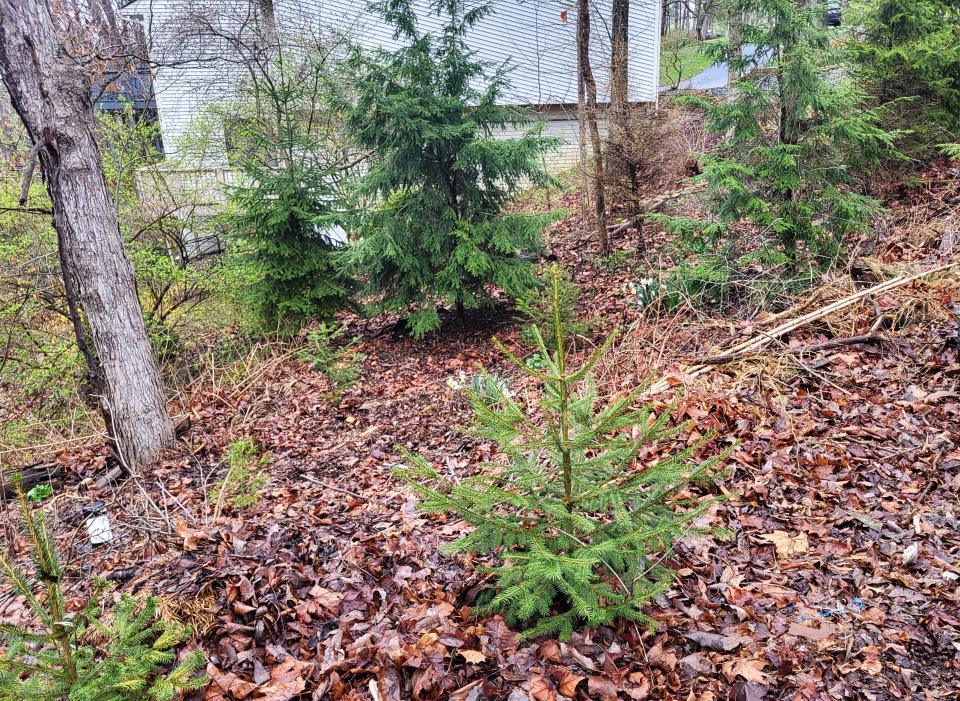 Hemlocks and young Norway spruces dot upper layers of a mammoth hügel hillside in Blue Ridge.