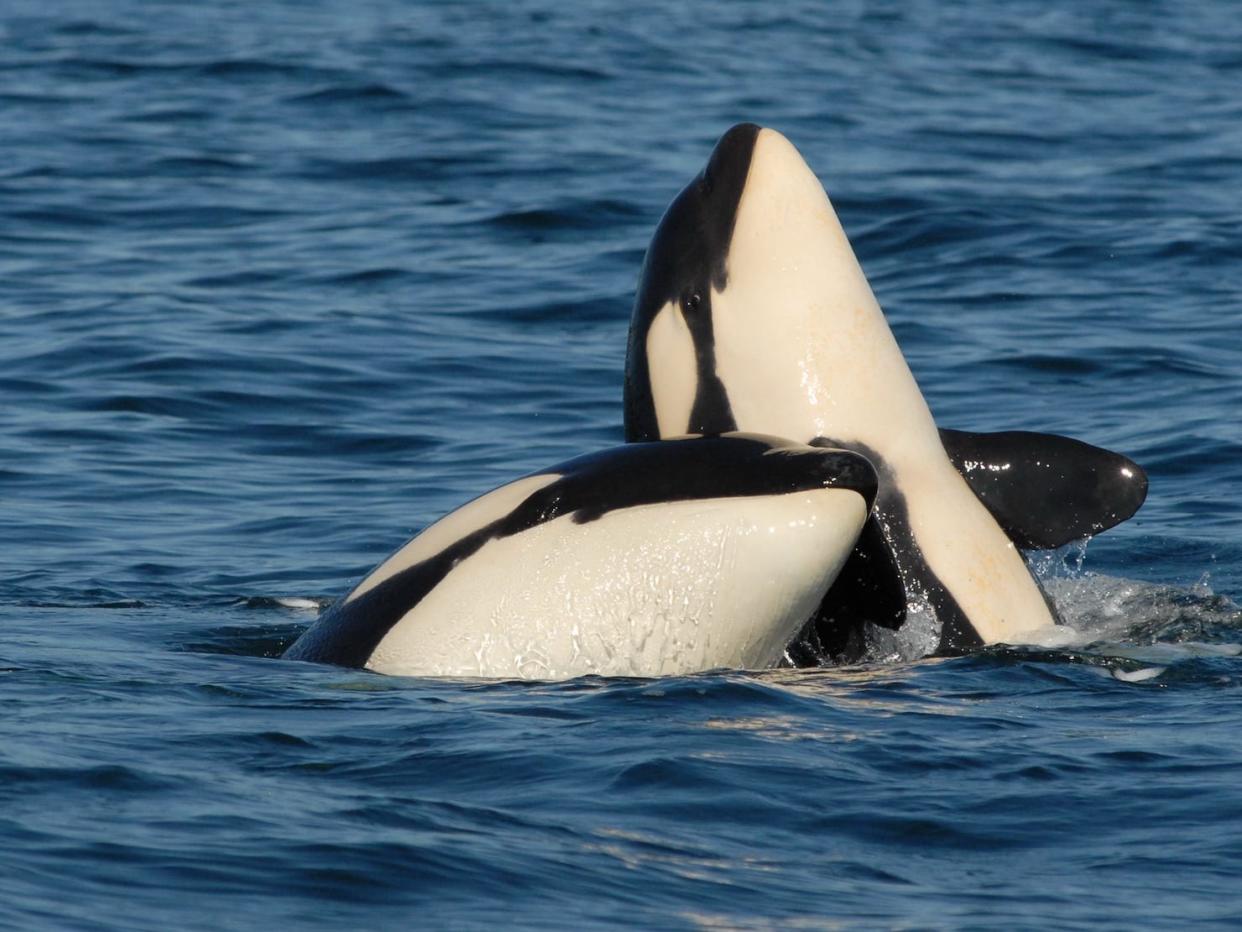 Two adult killer whales breach the water. One is rubbing against the other.