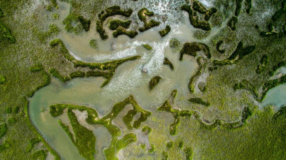 A drone photograph shows salt marsh in Wrightsville Beach, Wednesday, Aug 18, 2021. Salt marshes in North Carolina are being pushed back by rising sea waters, but aren’t always able to retreat due to coastal development, leaving them to shrink.