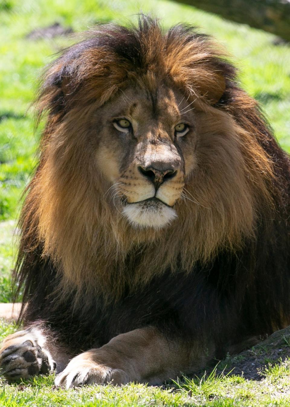 Tempting fate with a lion at a zoo in Jamaica left one man with a painful lesson, and one less finger.