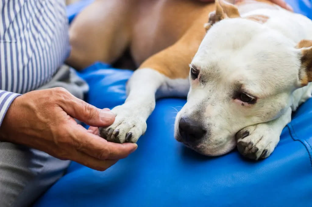 Human holding paw of dog suffering from Streptococcus zooepidemicus (Strep zoo).