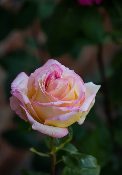 Una rosa con cualquier otro nombre... de Tim Spruce