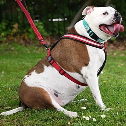 In second place was Missi the Bulldog, who had ballooned thanks to a love of ice cream (Picture: PDSA)