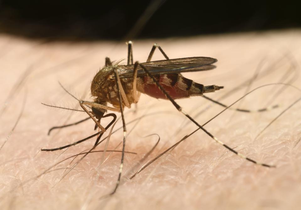 Die Gemeine Stechmücke (Culex pipiens). (Bild: Getty)